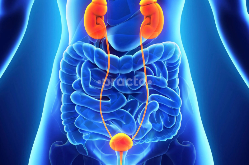 Urology