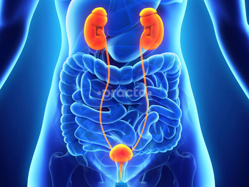 Urology